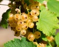 Ripe white currants Royalty Free Stock Photo