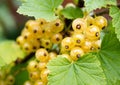 Ripe white currants Ribes rubrum White Grape in homemade garden. Fresh bunch of natural fruit growing on branch on farm. Royalty Free Stock Photo