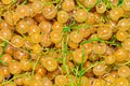 Ripe white currants top view. Abstract natural background Royalty Free Stock Photo