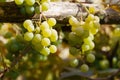 ripe white grape bunch of wine berries in vineyard grapevine