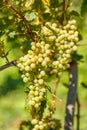 Ripe white grape cluster Royalty Free Stock Photo