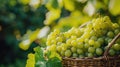 Ripe white grapes with grape leaves in a wicker basket in the vineyard Royalty Free Stock Photo