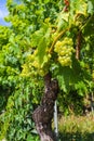 Ripe white grapes hanging on vine in vineyard Royalty Free Stock Photo