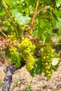 Ripe white grapes hanging on vine in vineyard Royalty Free Stock Photo