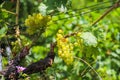 Ripe white grapes hanging on vine in vineyard Royalty Free Stock Photo