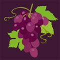 Ripe white grapes isolated on a purple background.A bunch of purple grapes with green leaves.Vector Royalty Free Stock Photo