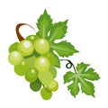 Ripe white grapes isolated on white background.A bunch of yellow grapes with green leaves.Vector illustration Royalty Free Stock Photo