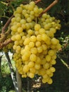 Ripe white grapes in an Italian Winery