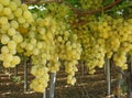Ripe white grapes in an Italian Winery