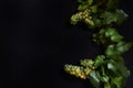 Ripe white grapes with leaves on a black background. Copy space.Flat lay.Top view. Royalty Free Stock Photo