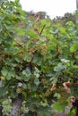 ripe white grapes for Moselwein