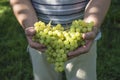 Ripe white grapes on sunlight Royalty Free Stock Photo