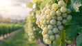 Ripe white grapes on the vine in a vineyard Royalty Free Stock Photo