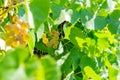 Ripe white grapes in the vineyard. lush green grapes in autumn, bright Sunny day