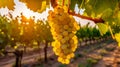 Ripe white grapes on vineyards in autumn harvest at sunset. Tuscany, Italy