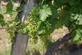 Ripe white Muscat grape cluster on branch Royalty Free Stock Photo