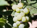 Ripe white muscat wine grapes grow on the bushes. Bunches of wine grapes are ready for harvest Royalty Free Stock Photo
