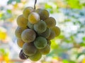 Ripe white muscat wine grapes grow on the bushes. Bunches of wine grapes are ready for harvest