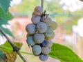 Ripe white muscat wine grapes grow on the bushes. Bunches of wine grapes are ready for harvest