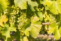 Ripe White Riesling grapes on vine in vineyard Royalty Free Stock Photo