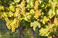 Ripe white Riesling grapes on vine in vineyard