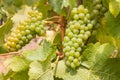 Ripe white seedless grapes on the vine growing in organic in vineyard Royalty Free Stock Photo