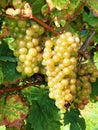 Ripe White wine grape