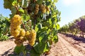 Ripe white wine grapes before harvest in a vineyard at a winery, rural landscape for viticulture and agricultural wine production