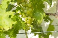 Ripe white wine grapes on vine Royalty Free Stock Photo
