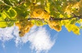 Ripe white wine grapes in the vineyards along South Styrian Wine Road, a charming region on the border between Austria and Royalty Free Stock Photo