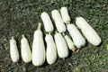 Ripe white zucchini on the grass Royalty Free Stock Photo