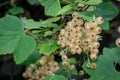 Whitecurrant growing in a garden Royalty Free Stock Photo