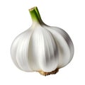 Ripe whole head of garlic isolated. Fresh vegetable. Healthy eating, vegetarian diet, organic food Royalty Free Stock Photo