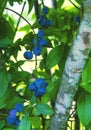 Ripe Whole Organic Blueberries Growing