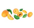 Ripe whole and sliced apricots with leaves close up in the air isolated on a white background Royalty Free Stock Photo