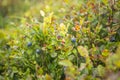 Fresh Wild Bilberry Shrubs on Upland Meadow