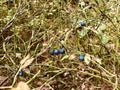 ripe wild bilberry on twig