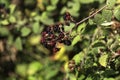 Ripe wild blackberries closeup on a blurred background Royalty Free Stock Photo