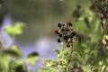 Ripe wild blackberries closeup on a blurred background Royalty Free Stock Photo