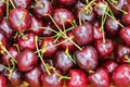 Ripe Wild Cherries with stems Royalty Free Stock Photo