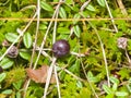 Almost ripe wild cramberry, Oxycoccus, growing in moss macro, selective focus, shallow DOF