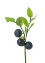 Ripe wild forest Bilberries European blueberry on branch with green leaves isolated on white background