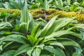 Ripe wild garlic plants in the forest Royalty Free Stock Photo