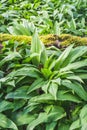 Ripe wild garlic plants in the forest Royalty Free Stock Photo