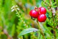 Ripe wild lingonberries in the forest on a blurred background