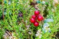 Ripe wild lingonberries in the forest on a blurred background