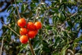 Ripe wild persimmon but with lots of tannins and difficult to eat. Royalty Free Stock Photo