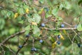 Ripe wild plum or blackthorn growing in the forest. Yard, garden, cottage. Royalty Free Stock Photo