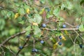 Ripe wild plum or blackthorn growing in the forest. Royalty Free Stock Photo