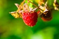 Ripe wild raspberries Royalty Free Stock Photo